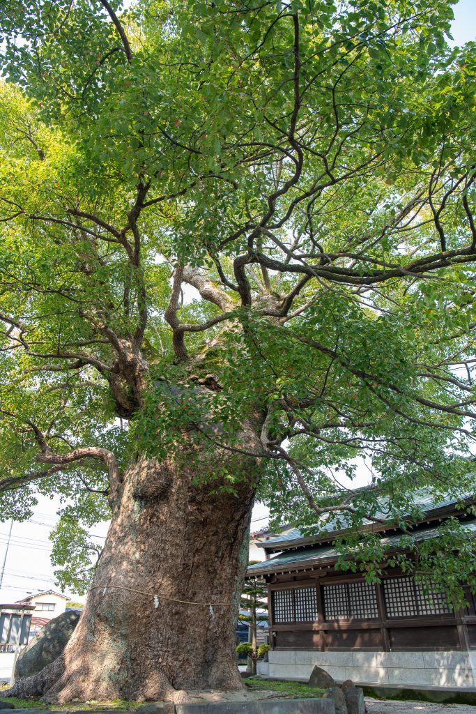 与賀神社の楠2