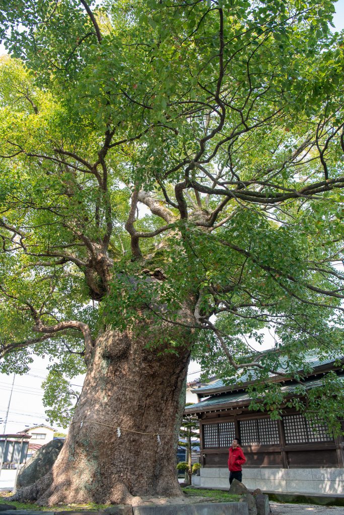 与賀神社の楠2