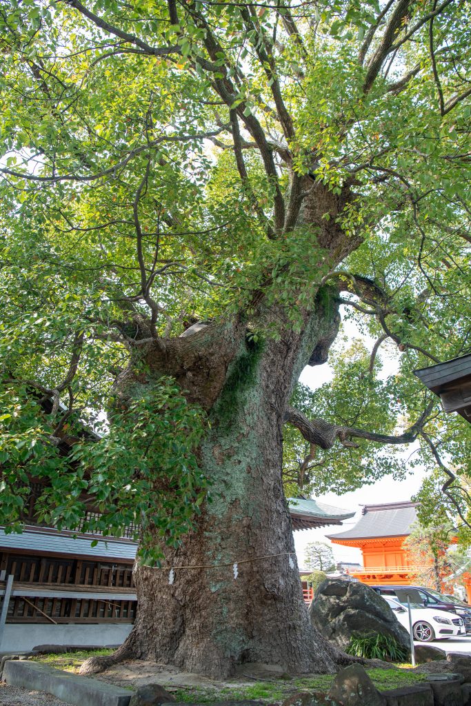 与賀神社の楠2