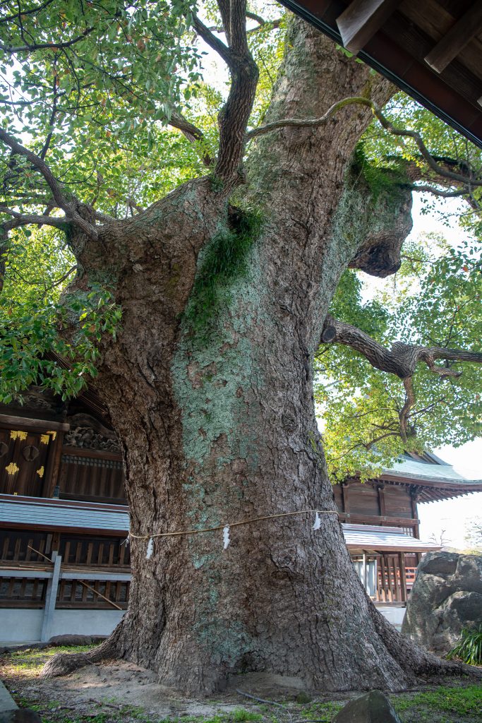 与賀神社の楠2
