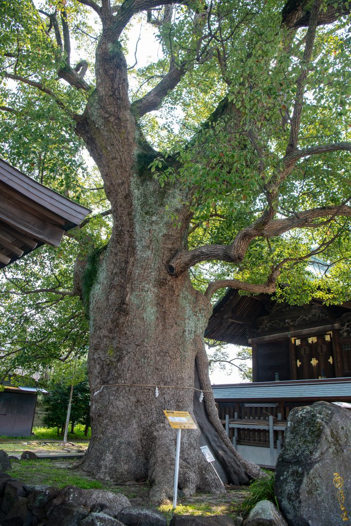 与賀神社の楠2