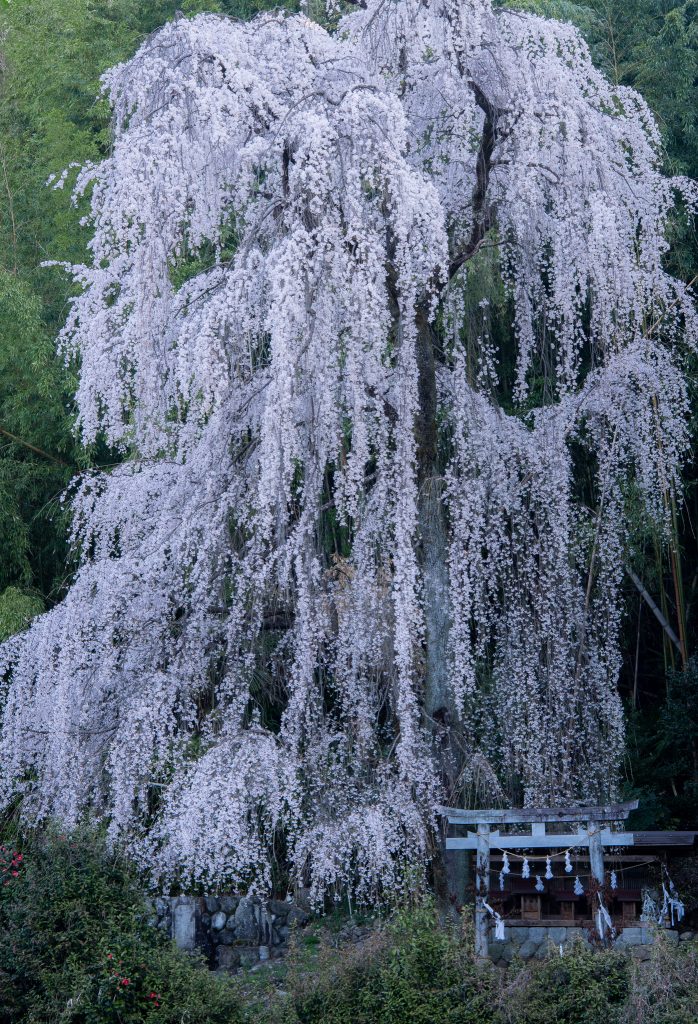 林里若宮のしだれ桜