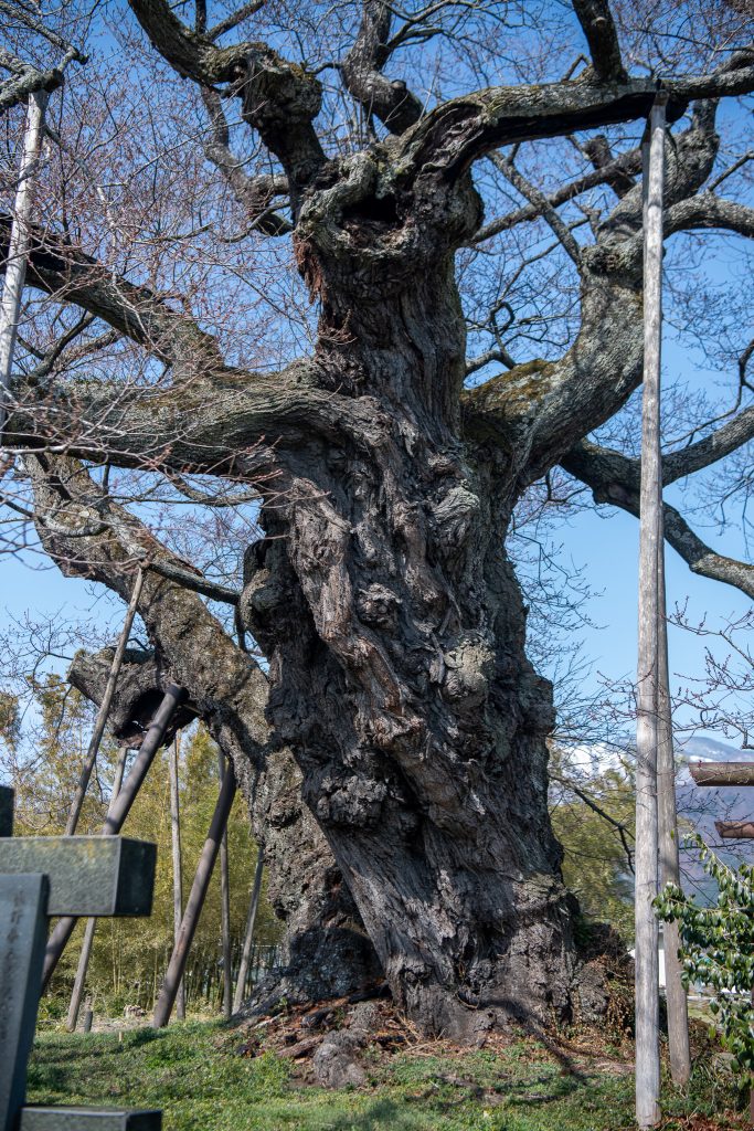 中曽根のエドヒガン