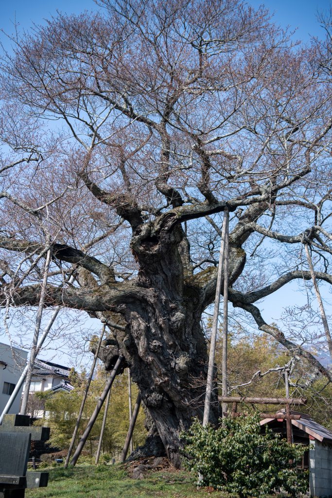 中曽根のエドヒガン