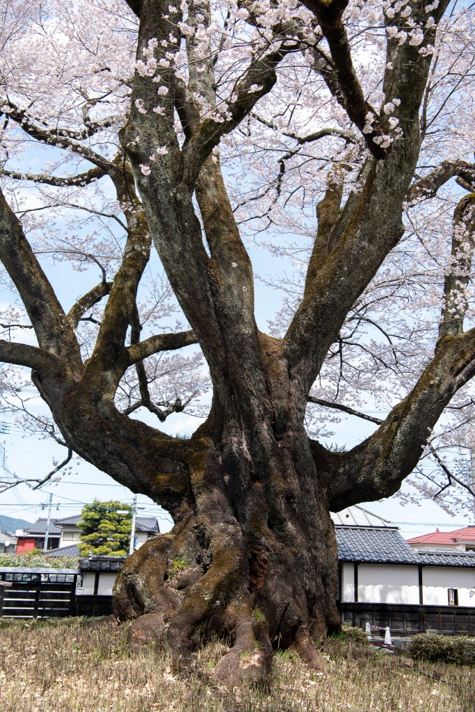 長姫のエドヒガン