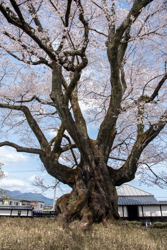 長姫のエドヒガン