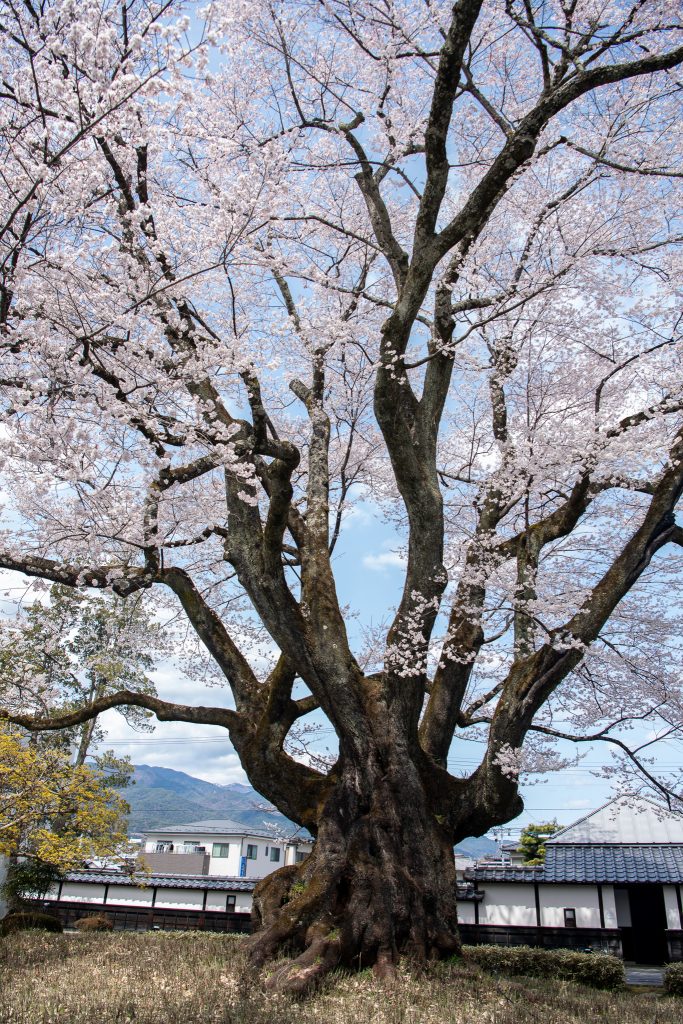 長姫のエドヒガン