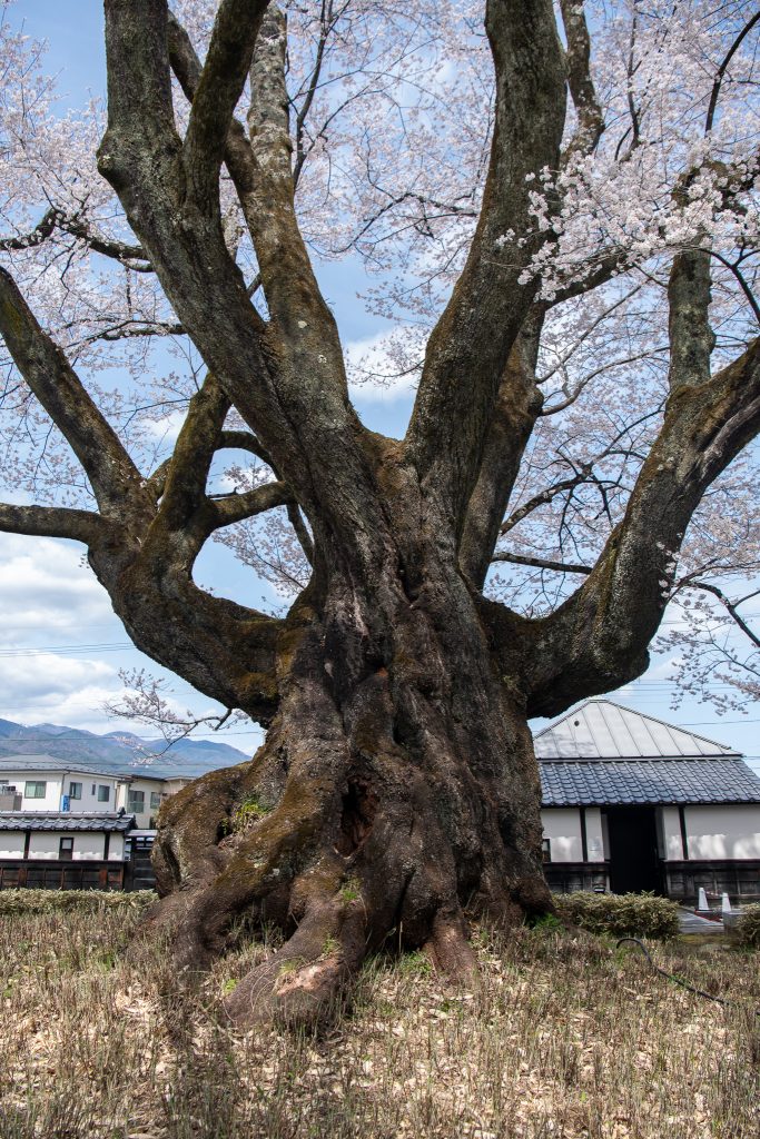 長姫のエドヒガン