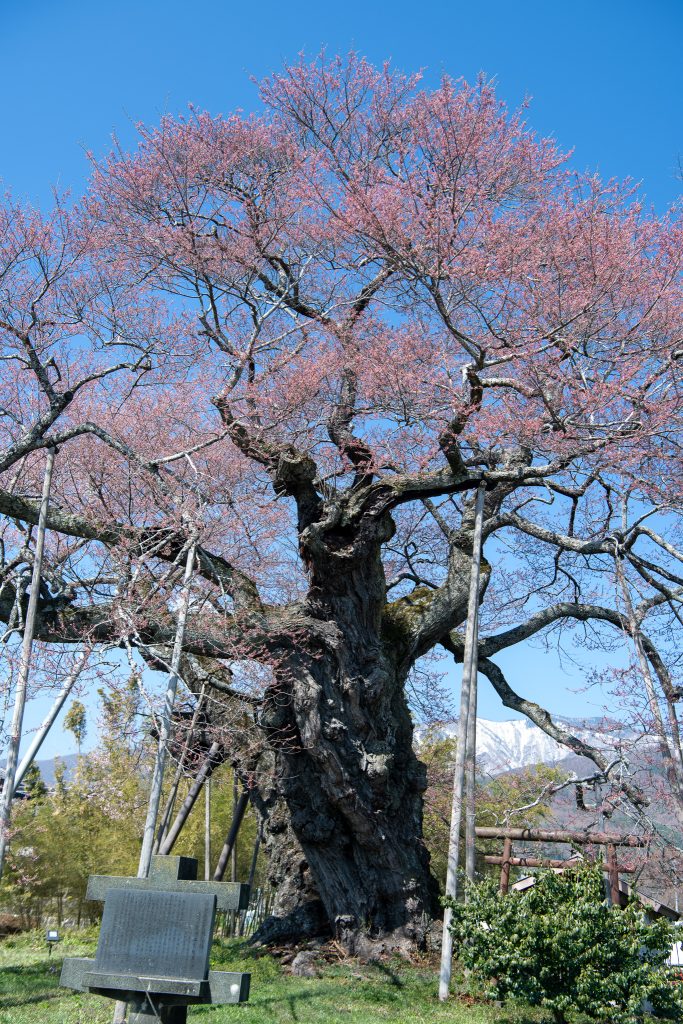 中曽根のエドヒガン