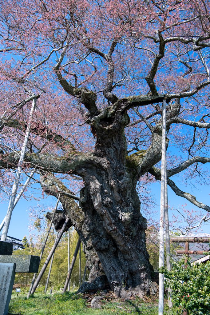 中曽根のエドヒガン