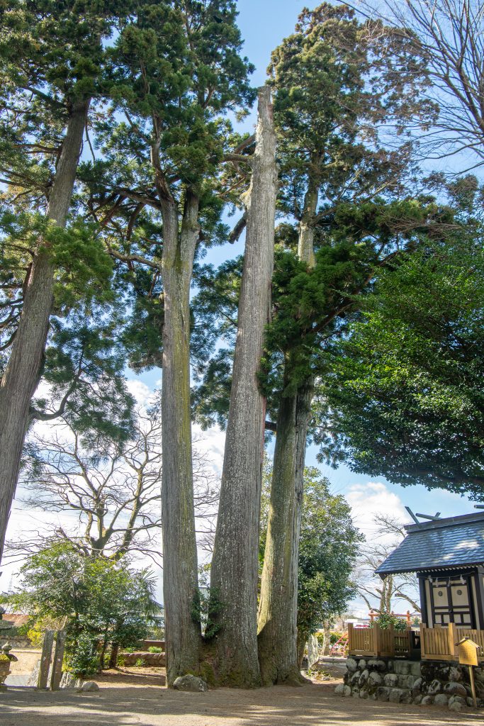 用沢八幡宮の三本スギ
