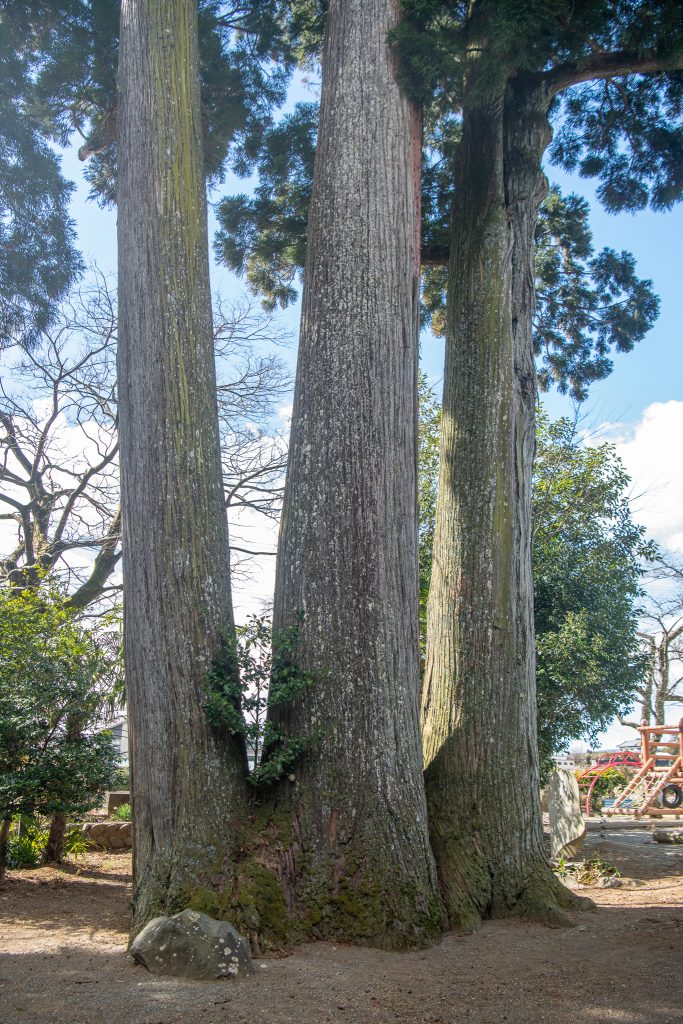 用沢八幡宮の三本スギ