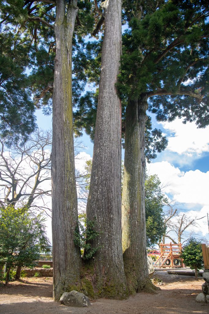 用沢八幡宮の三本スギ