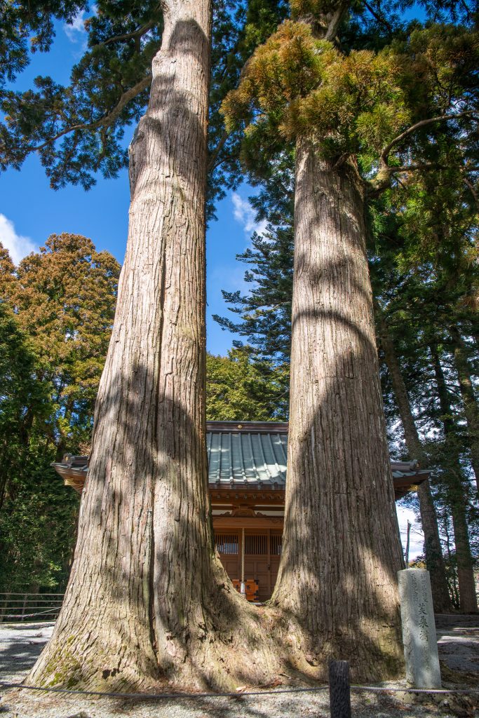 川柳浅間神社のスギ