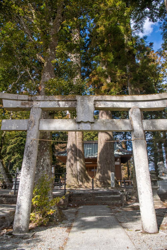 川柳浅間神社のスギ