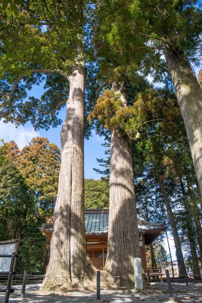 川柳浅間神社のスギ