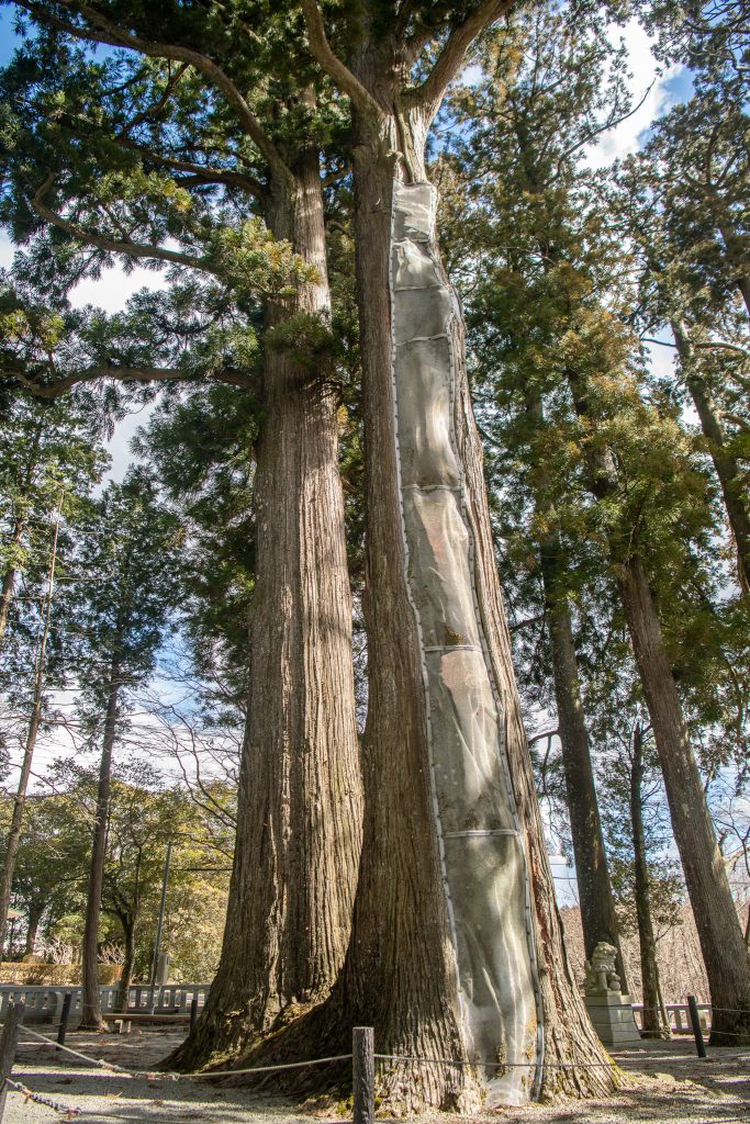 川柳浅間神社のスギ