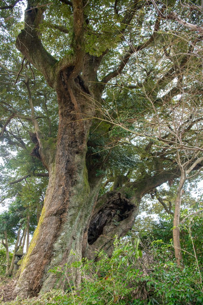 千福のスダジイ