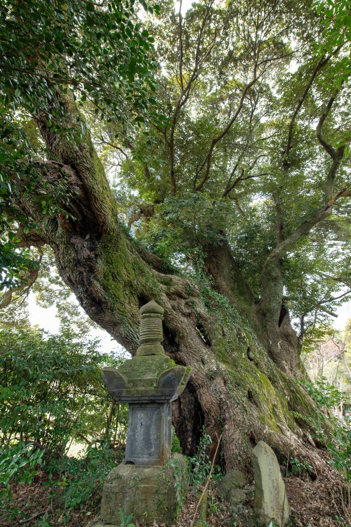 千福のスダジイ