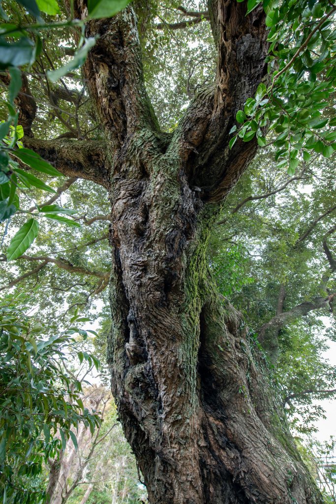 千福のスダジイ