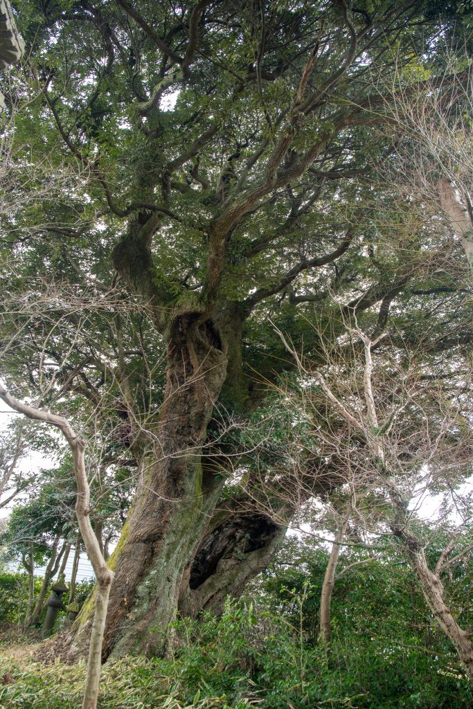 千福のスダジイ