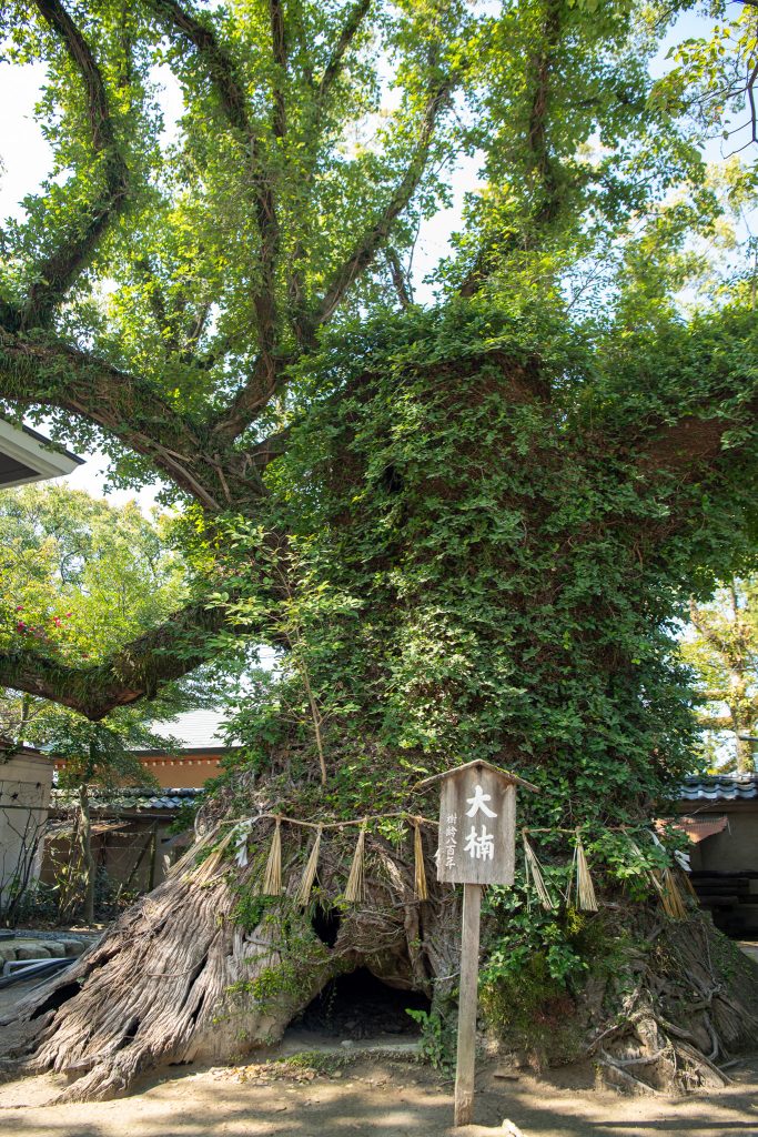 筥崎宮の大楠