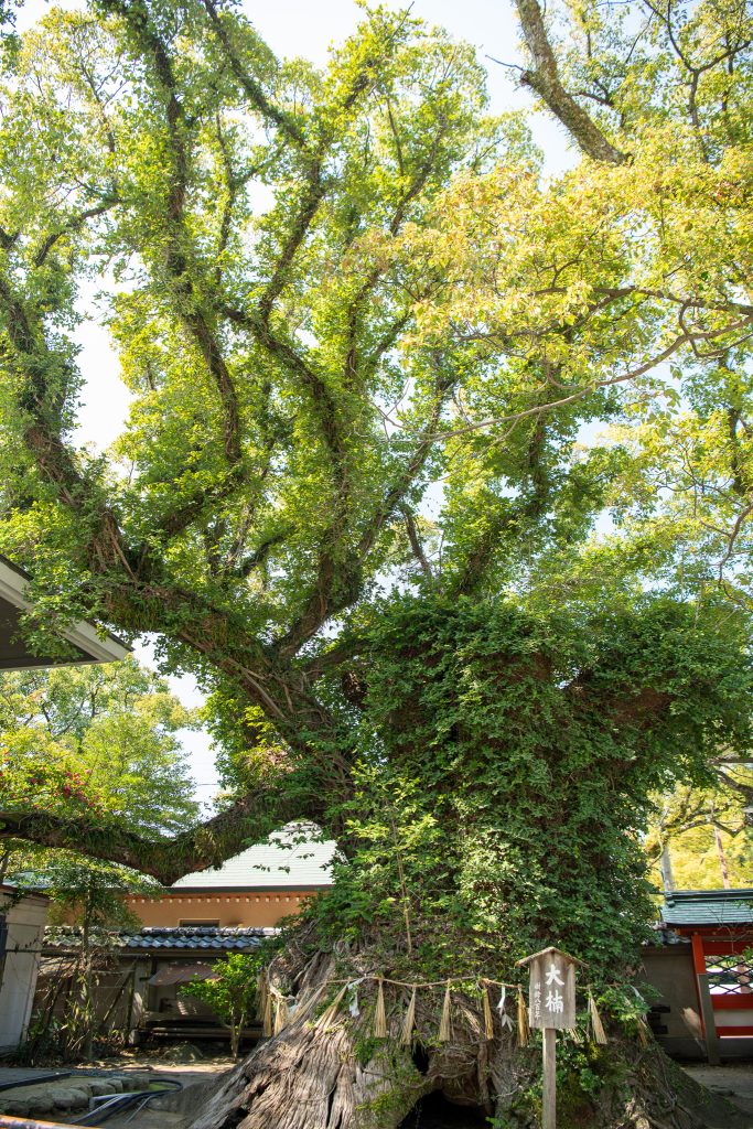 筥崎宮の大楠
