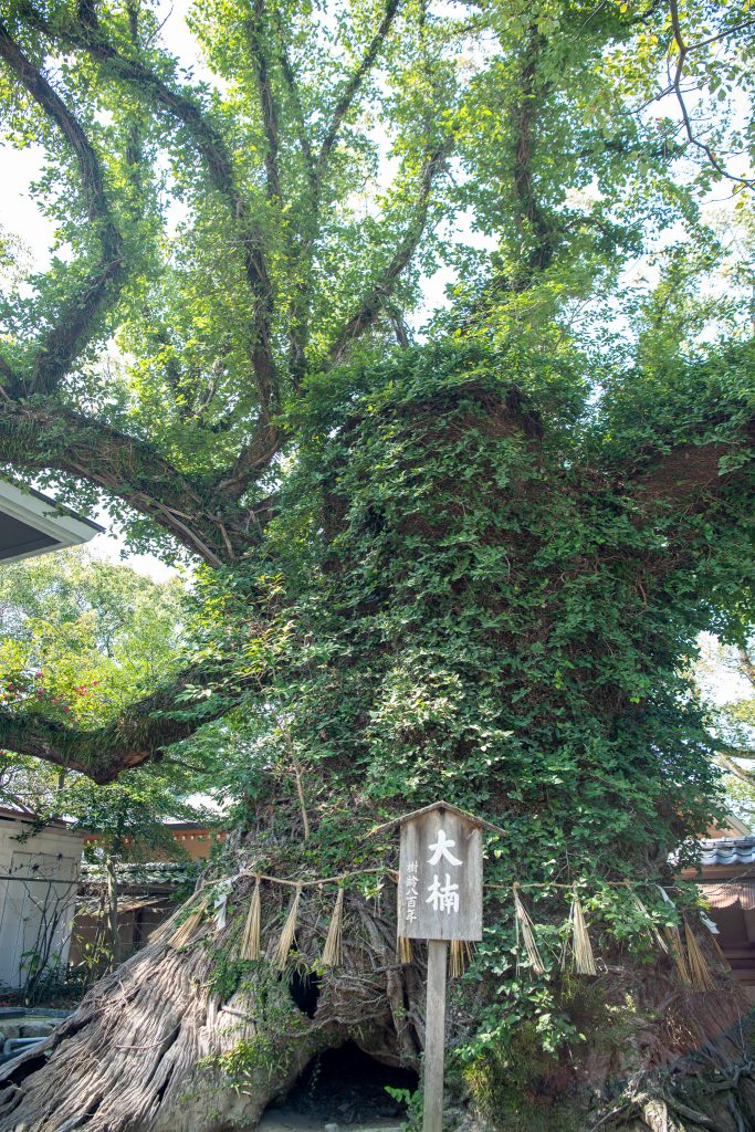 筥崎宮の大楠