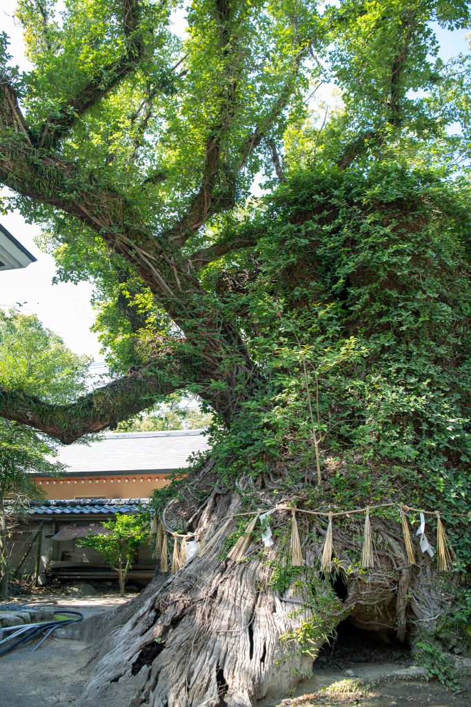 筥崎宮の大楠