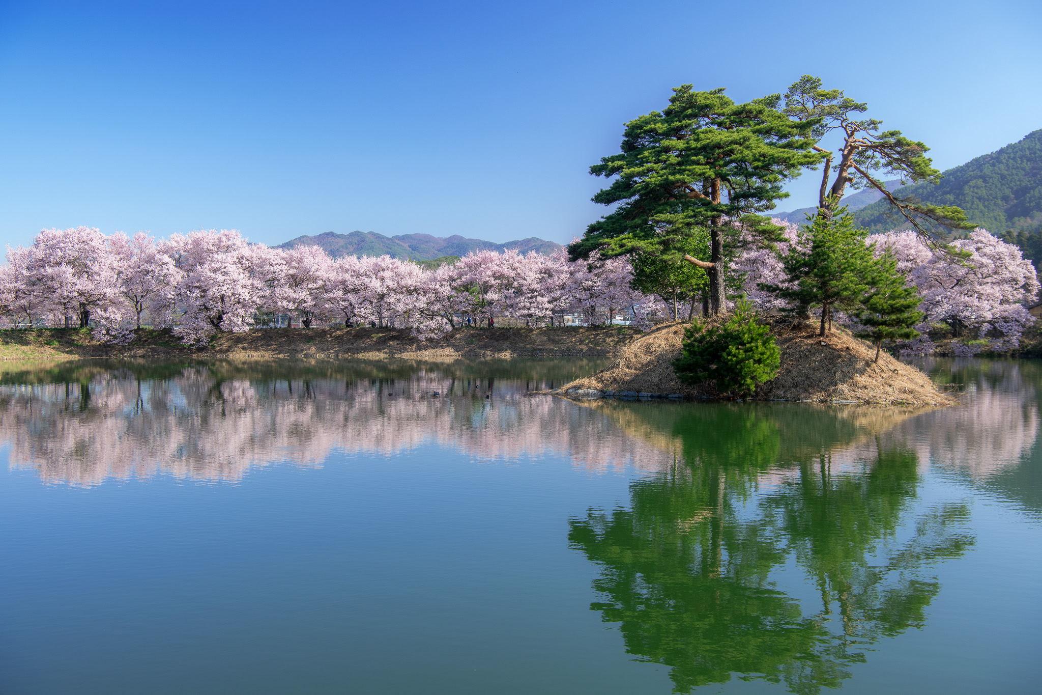 六道堤の桜 – 巨木の世界