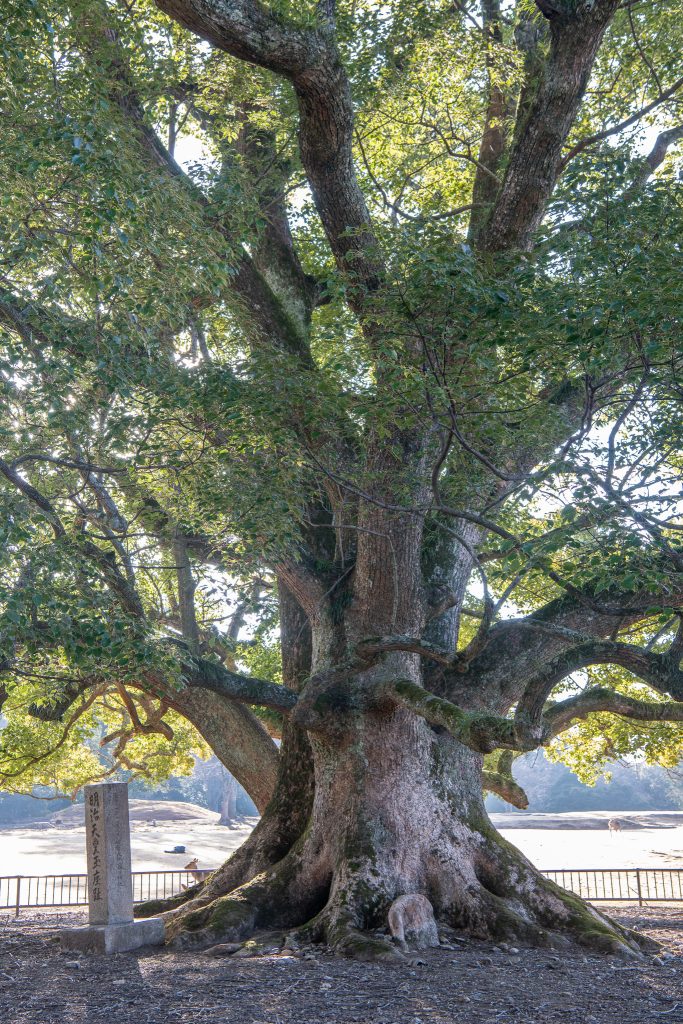 飛火野のクスノキ