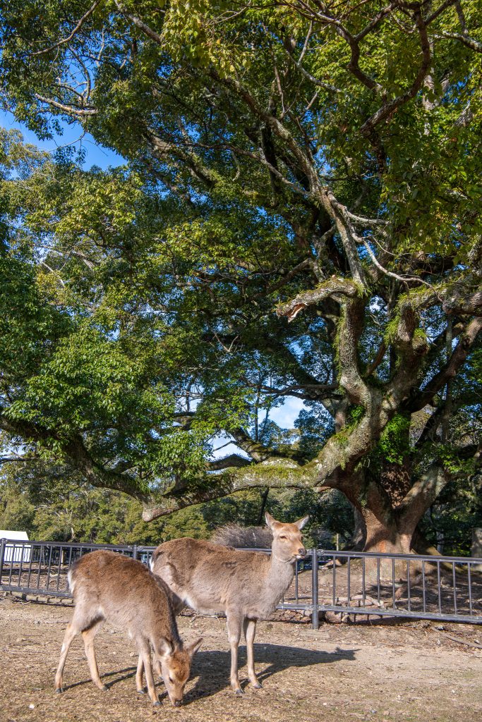 飛火野のクスノキ