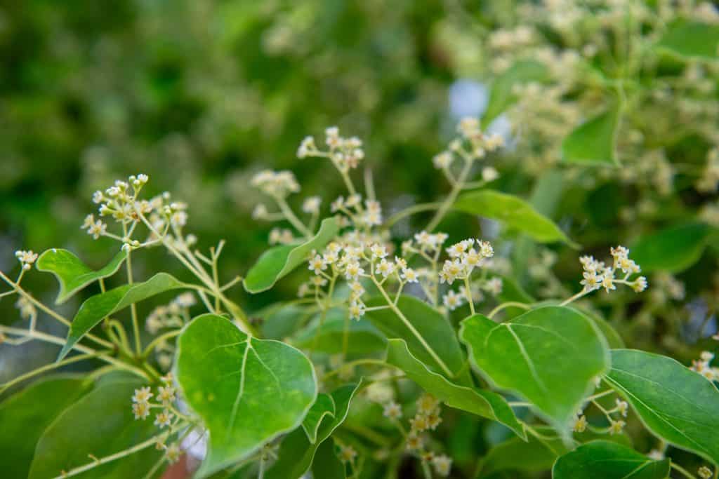 村上社のクスノキ