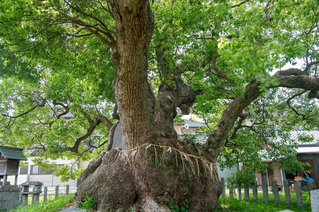 村上社のクスノキ