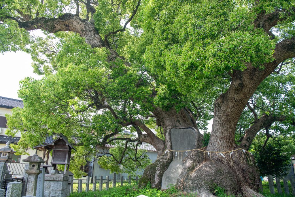村上社のクスノキ