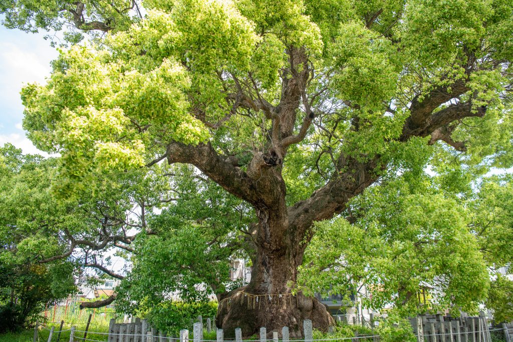 村上社のクスノキ
