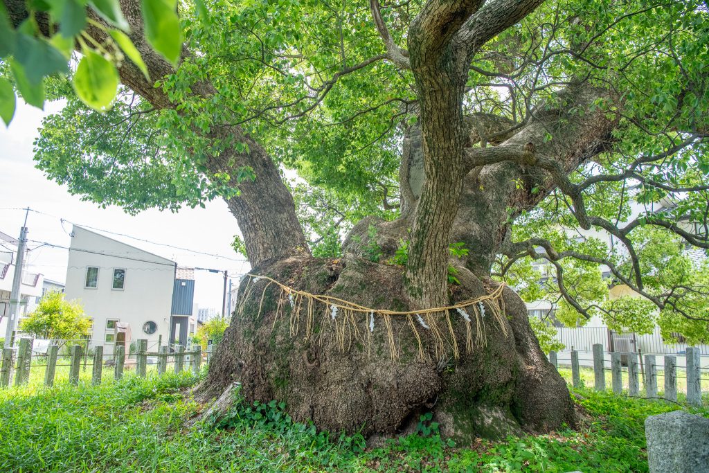 村上社のクスノキ