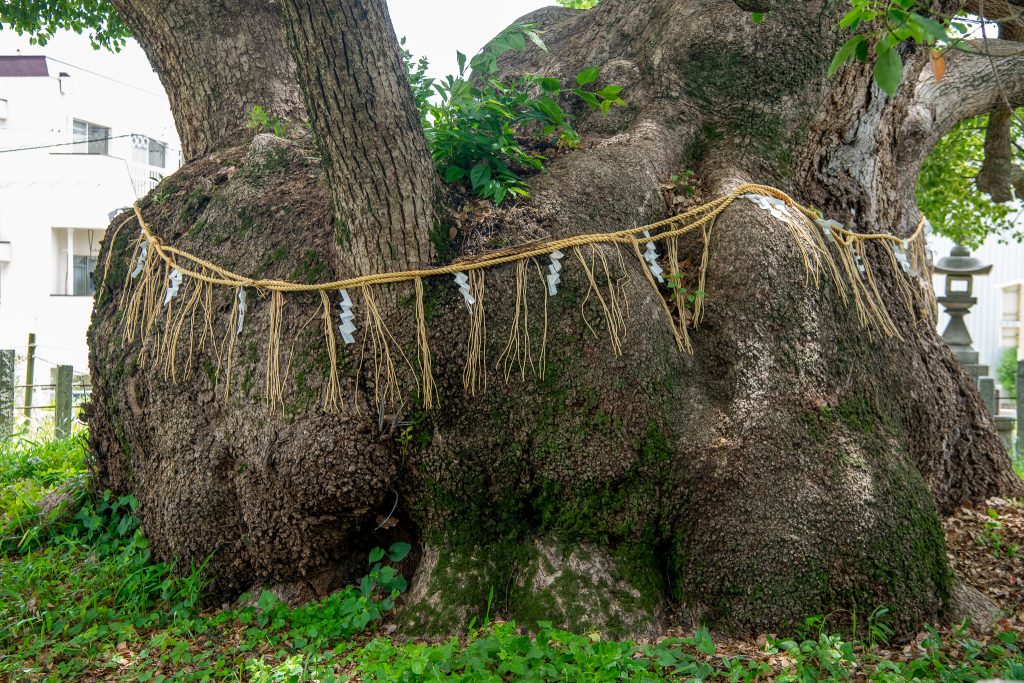 村上社のクスノキ