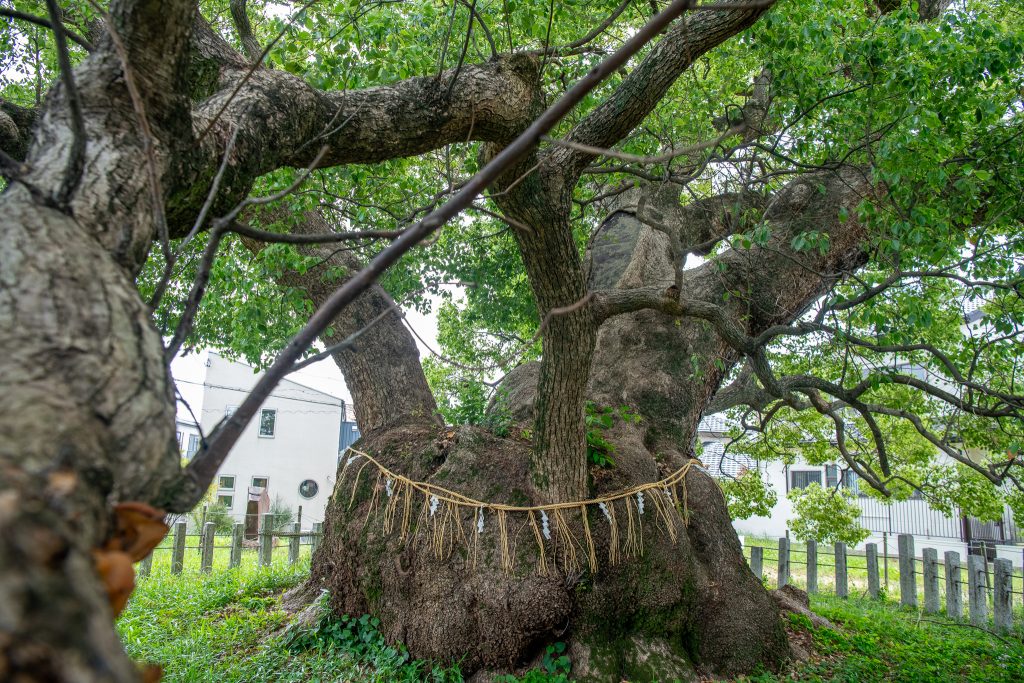 村上社のクスノキ