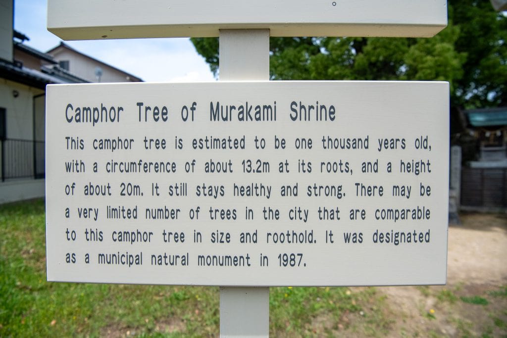 村上社のクスノキ案内板