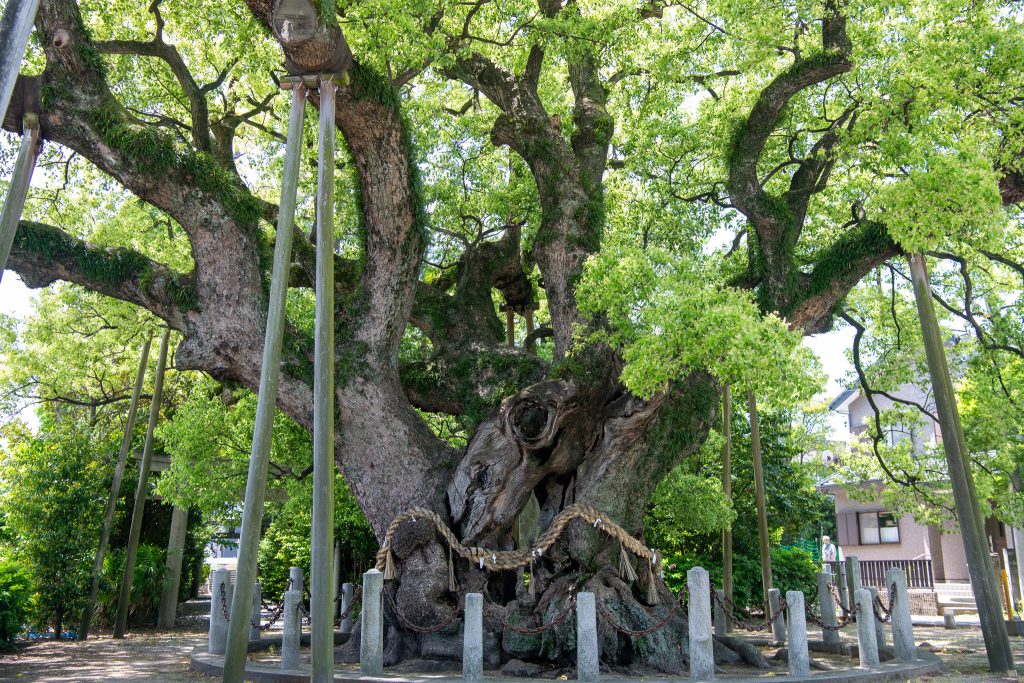 大田の大樟