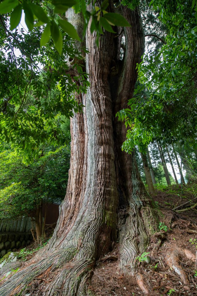 長嶺の大杉