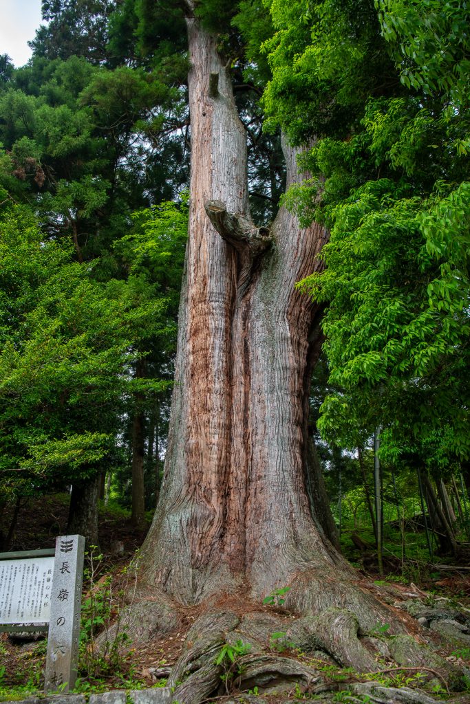 長嶺の大杉