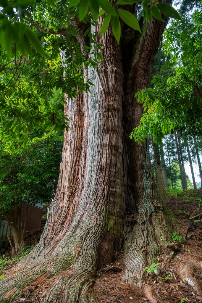 長嶺の大杉