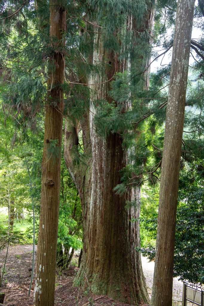 長嶺の大杉