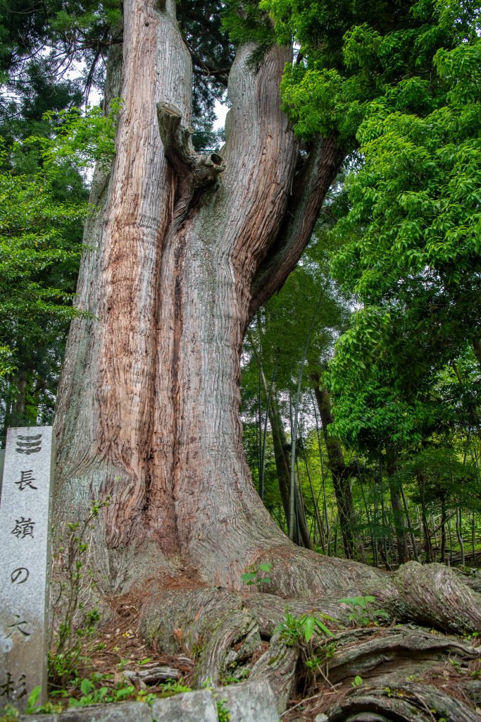 長嶺の大杉