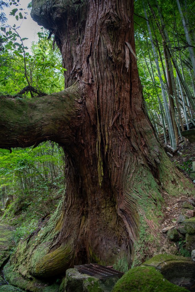 横根の大スギ