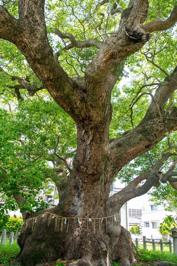 村上社のクスノキ