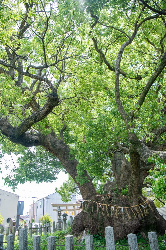 村上社のクスノキ