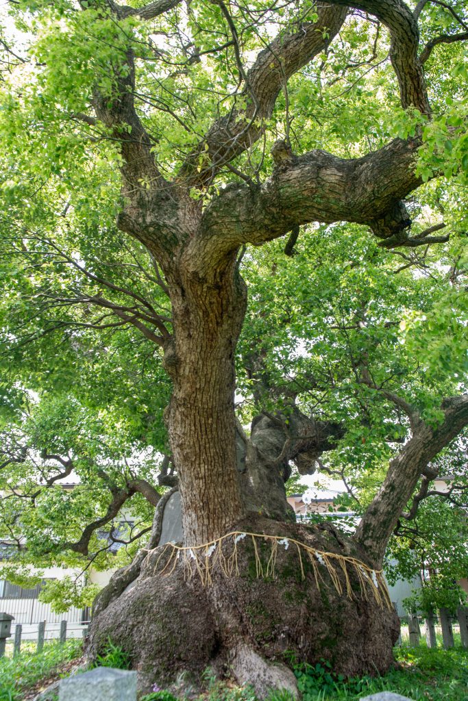 村上社のクスノキ
